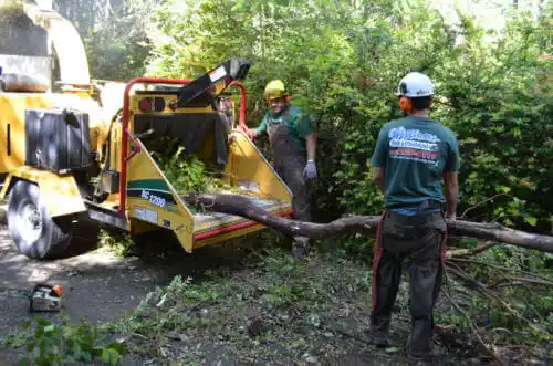 tree services Eldorado Springs